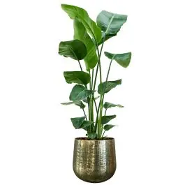 Strelitzia Nicolai in gouden pot - Koopje