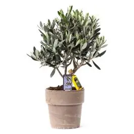 Olijfboom met olijfolie - Korting