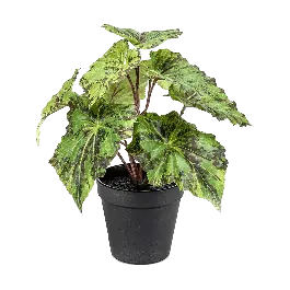 Aanrader - Begonia in pot - kunstplant