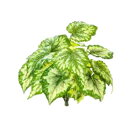Begonia groen geel - kunstplant - Op voorraad
