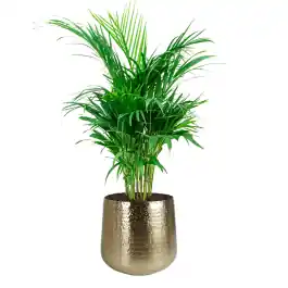 Direct kopen - Areca Lutescens in Metal Gold