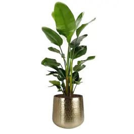 Verlaagde prijs - Strelitzia Nicolai in Metal Gold