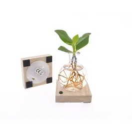 Clusia in Samoaglas met LED - Topdeal