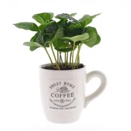 Coffea Arabica in koffiemok - 4 stuks - Verlaagde prijs
