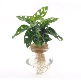 Opruiming - Monstera Adansonii in bolglas