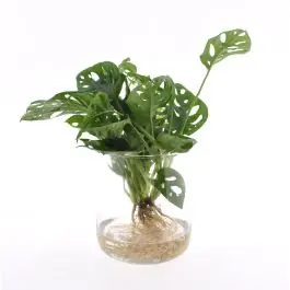 Laatste dagen | Monstera Adansonii in Kingstonglas