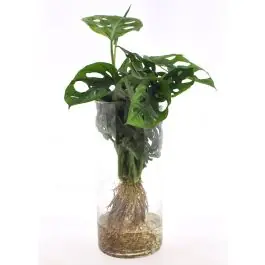 Beste prijs - Monstera Adansonii in cylinderglas