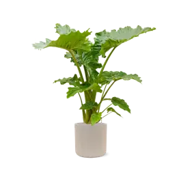 Alocasia Portodora in Baq Raindrop | Koop vandaag