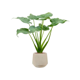 Alocasia Cucullata in Raindrop Tube Beige - Veel gekozen