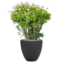 Op = op - Crassula ovata in Baq Nucast Couple Grijs