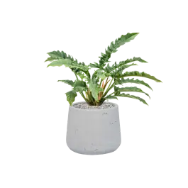 Aanrader - Philodendron Narrow in Rugged Patt Wit