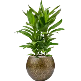 Nieuw binnengekomen - Cordyline Glauca in Capi Lux Terrazzo Bol Zwart Goud