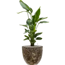 Veilig betalen - Strelitzia nicolai in Baq Vulcana Couple Zwart