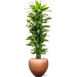 Beste prijs - Dracaena Golden Coast in Baq Metallic Couple Copper