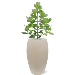 Nieuw in het assortiment | Clusia rosea Princess in Baq Raindrop Emperor Beige