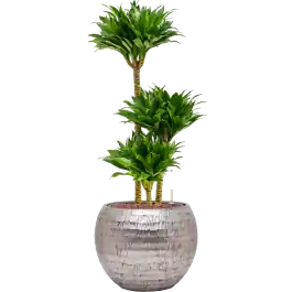 Klantfavoriet | Dracaena Compacta in Baq Opus Hammered Globe Dracaena fragrans ‘Compacta‘ in Baq Opus Hammered Zilver