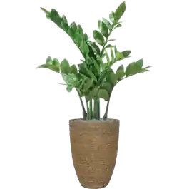 Scherp geprijsd | Zamioculcas in Bohemian Straw Ben - kunstplant