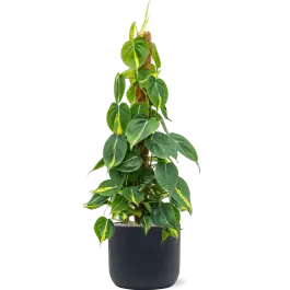 Dagdeal | Philodendron Brasil in Baq Ease Antraciet