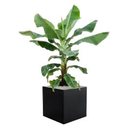 Musa ‘Dwarf Cavendish‘ in Argento - Prijs verlaagd