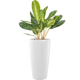 Aglaonema ‘Key Lime‘ in Lechuza Rondo - Aanbieding loopt bijna af