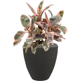 Nieuw gelanceerd | Ficus Belize in Baq Polystone Couple Zwart