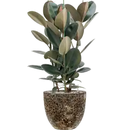 Nieuw in de shop - Ficus Abidjan in Baq Vulcana Couple Zwart