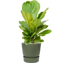 Ficus Lyrata in Elho Greenville Rond Groen - Bespaar nu