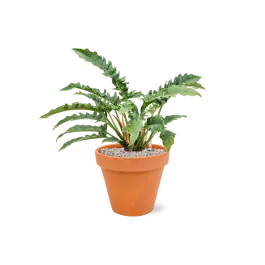 Philodendron Narrow in Terracotta Oranje - Direct leverbaar