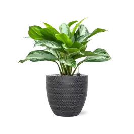 Zojuist toegevoegd - Aglaonema ‘Silver Bay‘ in Baq Angle