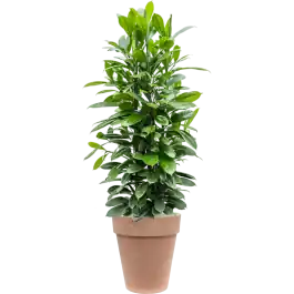 Ficus Cyathistipula in Terra Cotta | Tijdelijke aanbieding
