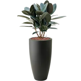 Ficus Abidjan in Elho Pure Soft Wit - Lage prijs
