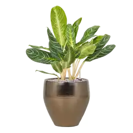 Voordeelprijs | Aglaonema Key Lime in Amora Goud