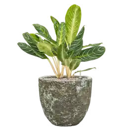 Aglaonema Key Lime in Vulcana Couple Groen | Outlet