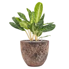 Aglaonema Key Lime Vulcana Roze - Koop vandaag