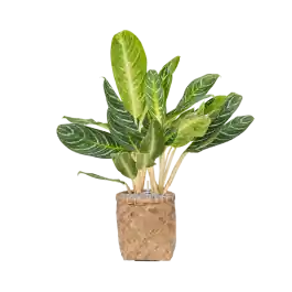 Aglaonema Key Lime in Bohemian Bamboo Zayn | Net toegevoegd