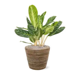 Alleen deze week | Aglaonema Key Lime in Drypot Rattan Stripe Round Grey