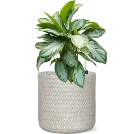 Veilige betaling | Aglaonema Silver Bay in Angle Cylinder Wit