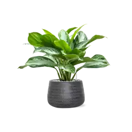 Klaar voor verzending | Aglaonema Silver Bay in Angle Darcy Antraciet