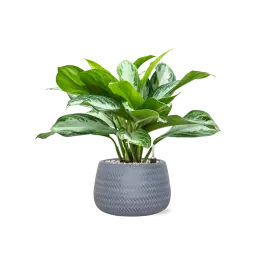 Trending | Aglaonema Silver Bay in Angle Darcy Grijs