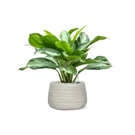 Aglaonema Silver Bay in Angle Darcy Wit | Nu beschikbaar