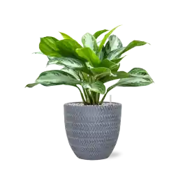 Net binnen - Aglaonema Silver Bay in Angle Couple Grijs