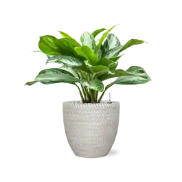 Hoge kwaliteit - Aglaonema Silver Bay in Angle Couple Wit