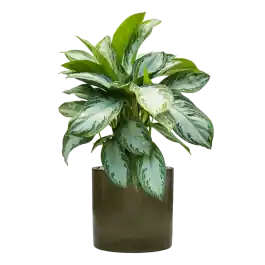 Nog maar enkele beschikbaar - Aglaonema Silver Bay in Cylinder Ceramic Groen