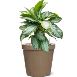 Premium | Aglaonema Silver Bay in Feliz Pot Conica Taupe