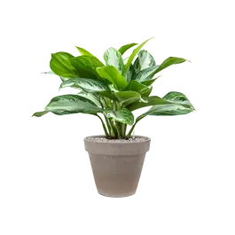 Scherpe prijs | Aglaonema Silver Bay in Terracotta Grijs