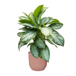 Aglaonema Silver Bay in Elho Vibes Roze | Veilige betaling