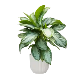 Online bestellen - Aglaonema Silver Bay in Elho Vibes Wit