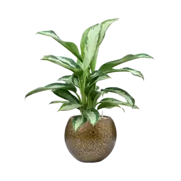 Nu beschikbaar | Aglaonema Silver Moon in Capi Lux Terrazzo Bowl Goud