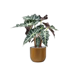 Alocasia Polly in Capi Nature Groove Egg | Voordeelprijs