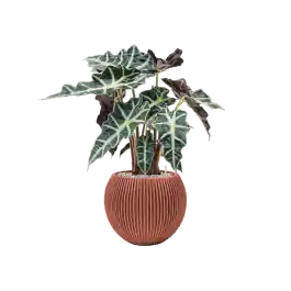 Alocasia Polly in Capi Nature Groove Bowl | Veilig winkelen